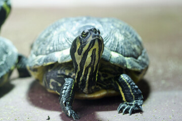 Gelbwangen-Schmuckschildkroete