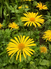 Yellow daisies with long thin petals on a green background