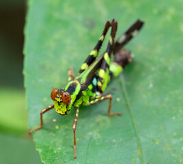 A green grasshopper standing on the green leaf hunting feeds in the waterfall forest Thailand nation park taken by close- up the concept