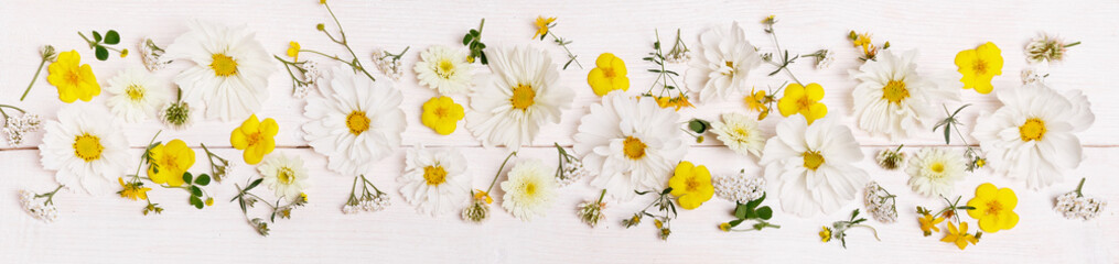 White cosmea cosmos flowers festive wedding romantic background. Flat lay, top view.