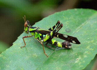 A green grasshopper standing on the green leaf hunting feeds in the waterfall forest Thailand nation park taken by close- up the concept