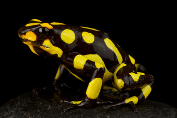 Obraz premium Harlequin poison-dart frog (Oophaga histrionica)