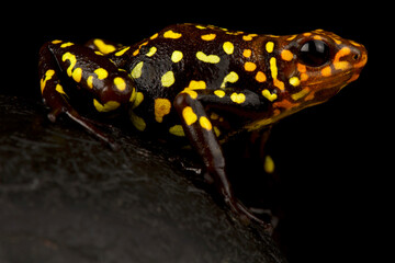 Harlequin poison-dart frog (Oophaga histrionica)