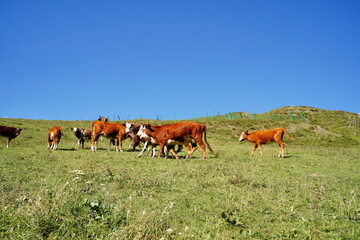 Naklejka na ściany i meble Cows grazing in green meadow. Herd of domestic cows pasturing in lush valley on sunny day under blue sky