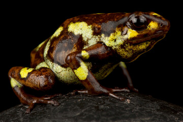 Obraz premium Harlequin poison-dart frog (Oophaga histrionica)