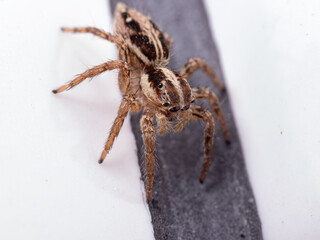 Pantropical Jumping Spider of the species Plexippus paykulli