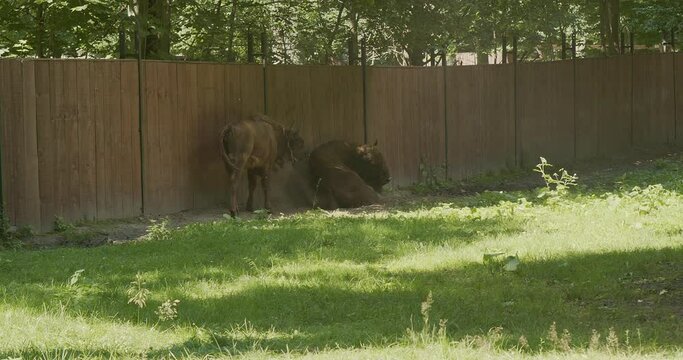 two bison graze in a closed meadow