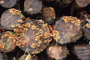 fungi on cut tree rotten pile of wood
