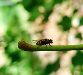 Housefly image

