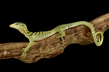 Yellow tree monitor (Varanus reisingeri)