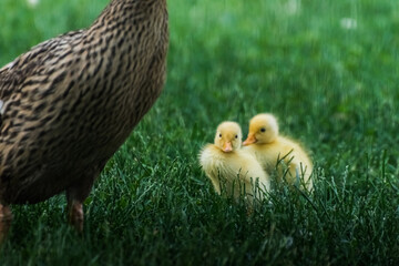 two yellow fluffy baby ducks in the gras