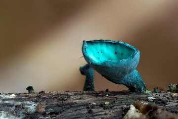 The Green Elfcup (Chlorociboria aeruginosa) is a mushroom on wood