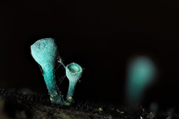The Green Elfcup (Chlorociboria aeruginosa) is a mushroom on wood