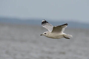 Sturmmöwe (Larus canus) im Herbst an der Ostsee	