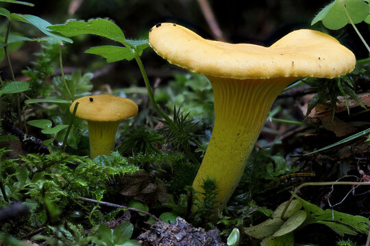 The Chanterelle (Cantharellus cibarius) is an edible mushroom
