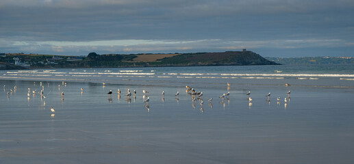Mouettes sur la plage