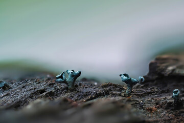 The Green Elfcup (Chlorociboria aeruginosa) is a mushroom on wood