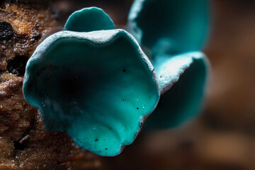 The Green Elfcup (Chlorociboria aeruginosa) is a mushroom on wood