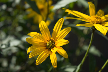 Very beautiful chrysanthemums, yellow bud for the holiday, in hot summer weather