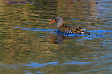 Wasserralle am Morgen im Herbst bei der Jagd	
