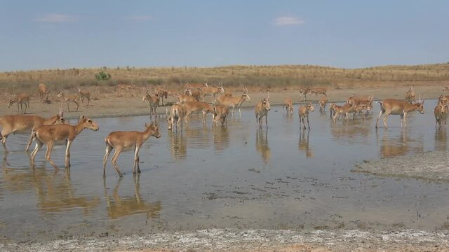 Kalmykia, nature reserve. A herd of saigas in the steppe.