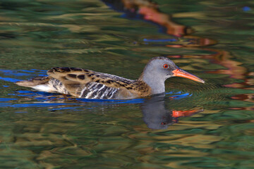 Wasserralle am Morgen im Herbst bei der Jagd	
