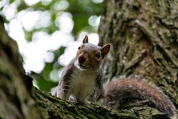 Squirrel in a tree