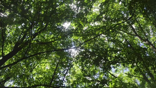 Trippy view looking up through breezy woodland trees, with beautiful green variations, motion, texture and depth. High quality FullHD tranquil nature footage.