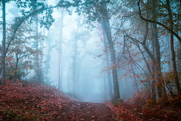 Wald mit Nebel im Herbst - Dölauer Heide in Halle-Saale