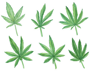 Watercolor decorative green leaves of big cannabis hemp