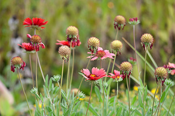 Flower and Buds On Stems