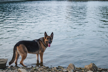 a german shepherd dog playing in the river in japan. the gsd is enjoying playing fetch in the water and dog is shaking water off. the dog looks excited. swimming is great summer activity for activedog