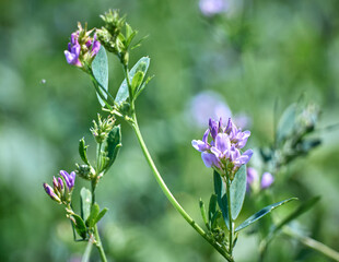 Flowers of alfalfa in the field. Medicago sativa.