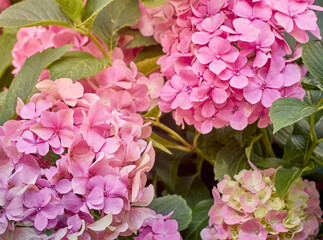 Pink flowers of hydrangea close-up.