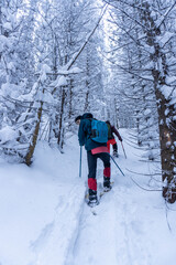 Man walking through winter mountain pine forest