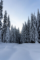 Snow covered fir trees on the background of mountain peaks. Snowy winter landscape.