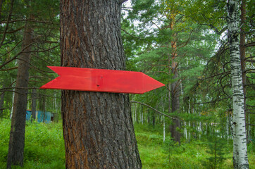 red pointer on the tree