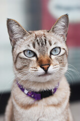 Fototapeta premium Brown thai cat Take only the cat's face