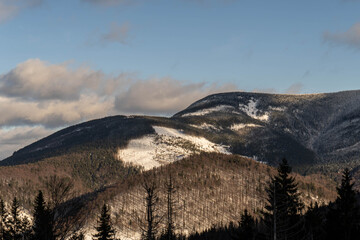 Beautiful pine trees against a winter backdrop with mountains on a sunny, blue sky winter day.