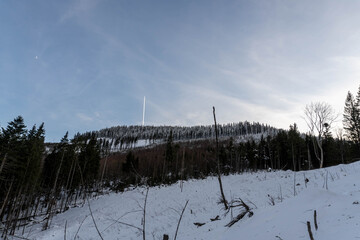 Beautiful pine trees against a winter backdrop with mountains on a sunny, blue sky winter day.