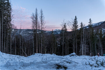 Beautiful pine trees against a winter backdrop with mountains on a sunny, blue sky winter day.