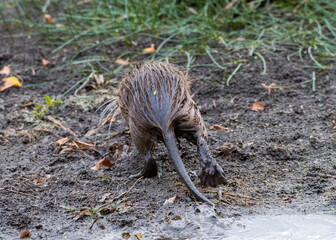 Nutria