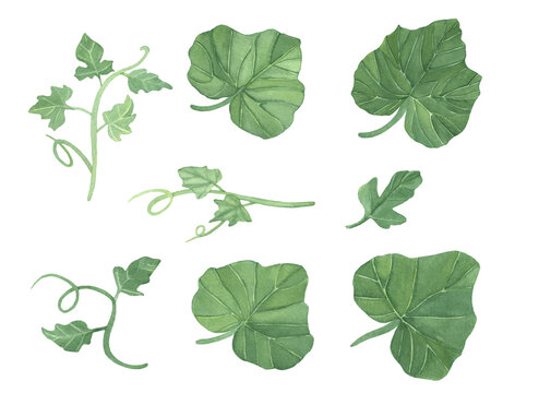 Set of green watercolor pumpkins leaves and vine