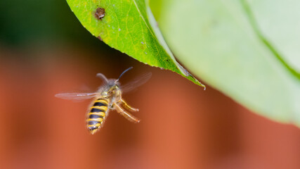 Wespe Makro