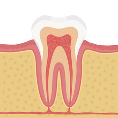 Anatomy of human tooth illustration. Structure of the human tooth, medical scheme tooth anatomy. A cutaway tooth, unlabeled medical poster.