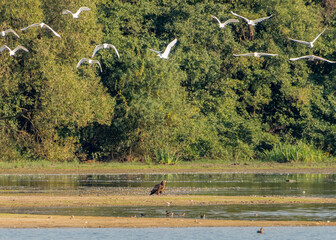 Furcht vor dem Seeadler