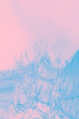 Light blue fluffy dandelion on a pale pink background, detail