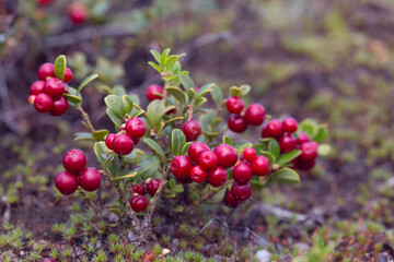 Lingonberry berries grow naturally. Close-up photo.