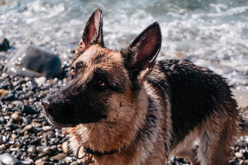 A wet thoroughbred dog in nature, on the beach looks with his loyal and intelligent gaze. Portrait of a black-and-red female German shepherd on the background of the sea.