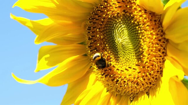 Yellow Sunflower Head on the Wind with Working Bee Collecting Nectar. Macro footage of bumblebee and bee covered with pollen in 4K